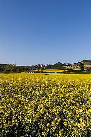 Monferrato Landscape