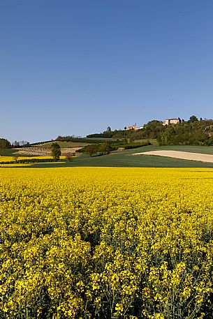 Monferrato Landscape