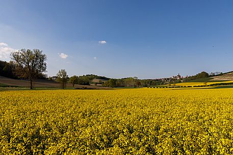 Monferrato Landscape