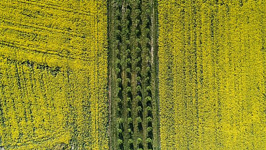 Monferrato Landscape