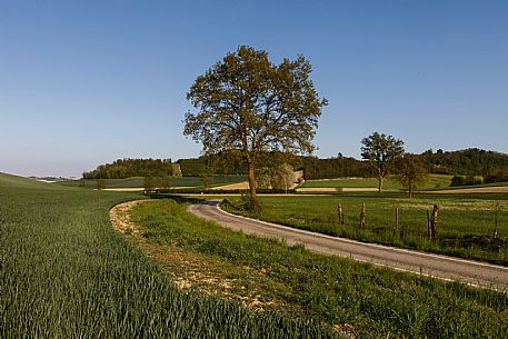 Monferrato Landscape