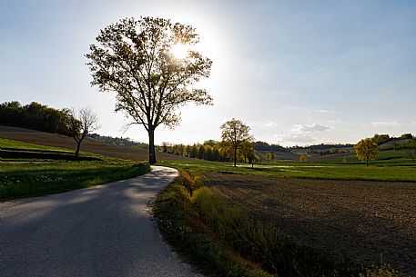 Monferrato Landscape