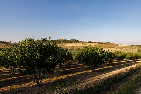 Monferrato Landscape