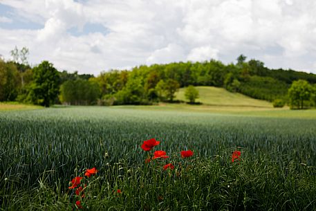 Monferrato Landscape