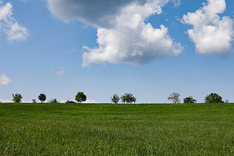 Monferrato Landscape