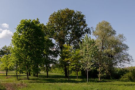 Monferrato Landscape