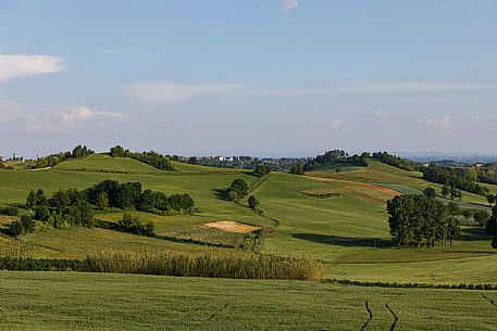 Monferrato Landscape