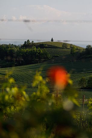 Monferrato Landscape