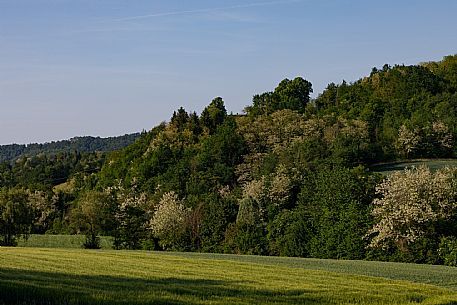 Monferrato Landscape