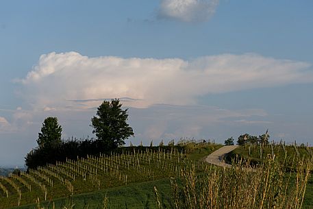 Monferrato Landscape