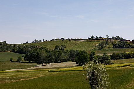 Monferrato Landscape