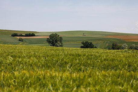 Monferrato Landscape