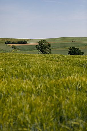 Monferrato Landscape