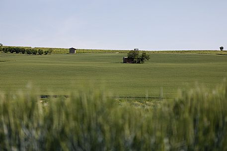 Monferrato Landscape