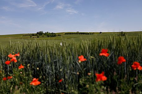 Monferrato Landscape