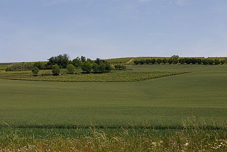 Monferrato Landscape