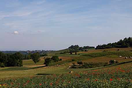 Monferrato Landscape