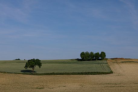 Monferrato Landscape