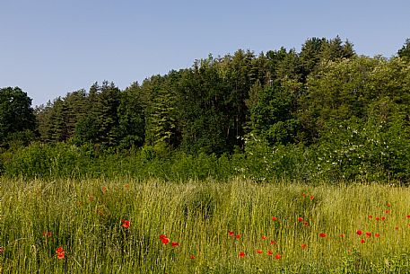 Monferrato Landscape