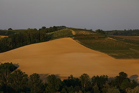 Monferrato Landscape