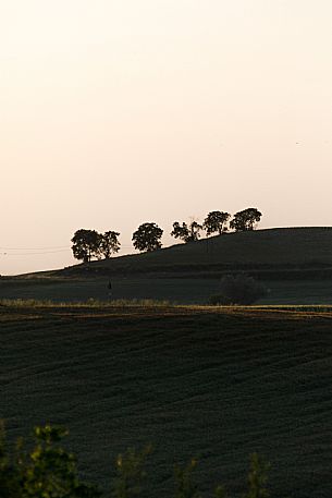 Monferrato Landscape