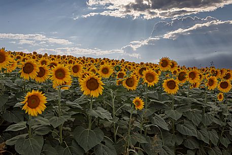 Monferrato Landscape