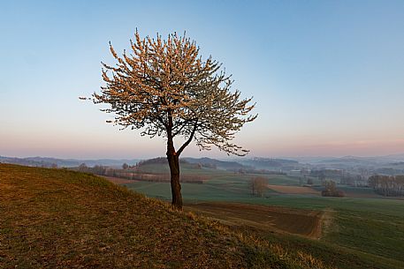 Monferrato Landscape