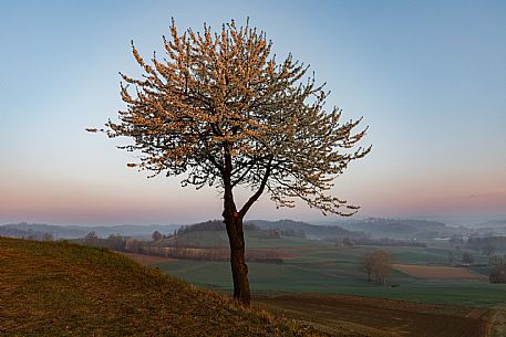 Monferrato Landscape