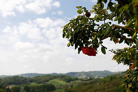 Monferrato Landscape