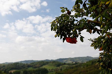 Monferrato Landscape