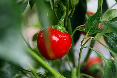 Capriglio Peppers