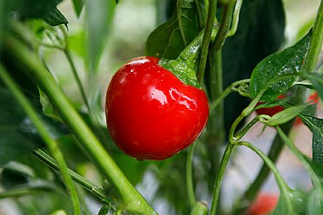 Capriglio Peppers