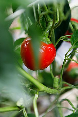 Capriglio Peppers