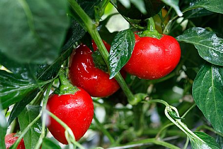 Capriglio Peppers