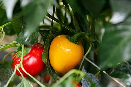 Capriglio Peppers