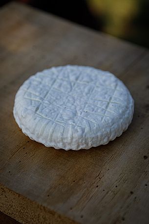 Robiola di Cocconato Cheese