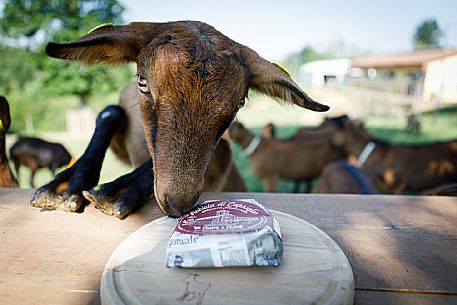 Robiola di Cocconato Cheese