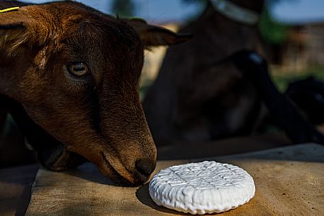 Robiola di Cocconato Cheese