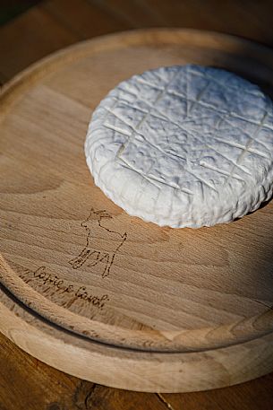 Robiola di Cocconato Cheese