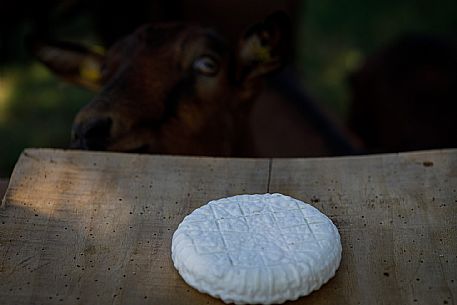 Robiola di Cocconato Cheese