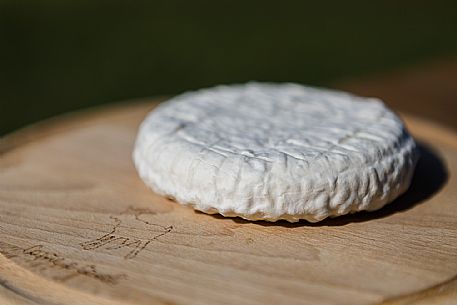 Robiola di Cocconato Cheese