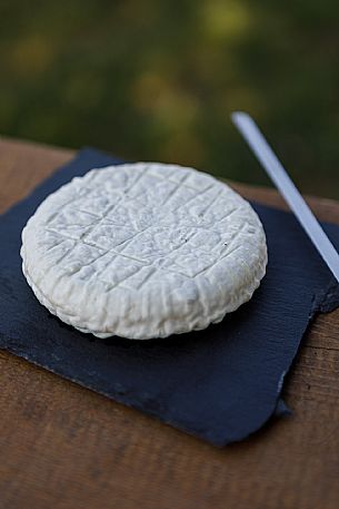 Robiola di Cocconato Cheese