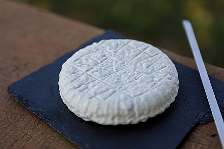 Robiola di Cocconato Cheese