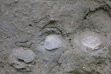 Asti paleontological park