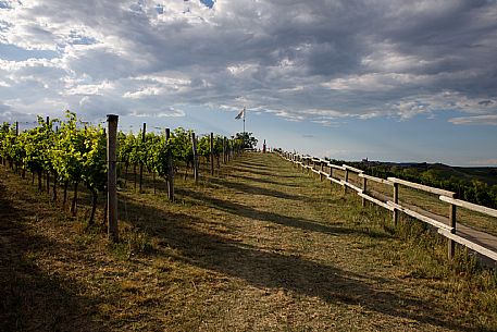 Ruchè Vineyards