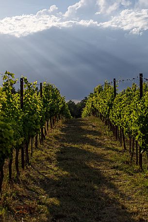 Ruchè Vineyards