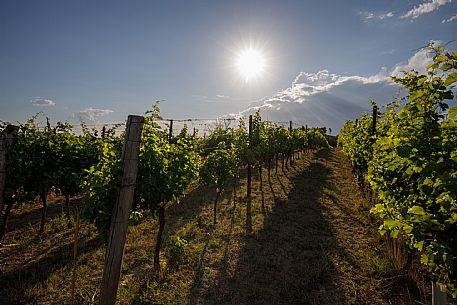 Ruchè Vineyards