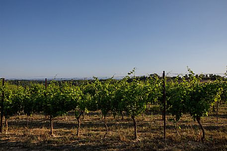 Ruchè Vineyards