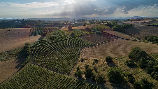 Ruchè Vineyards