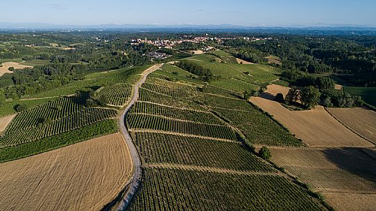 Ruchè Vineyards